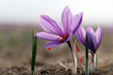 تهیه دسر زعفرانی چیزکیک زعفران